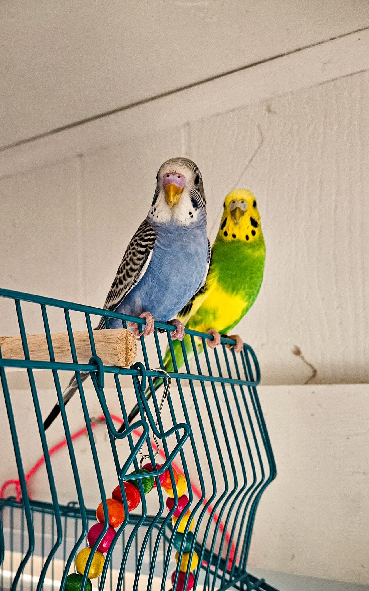 pet bird owner UK wild bird conservation connection