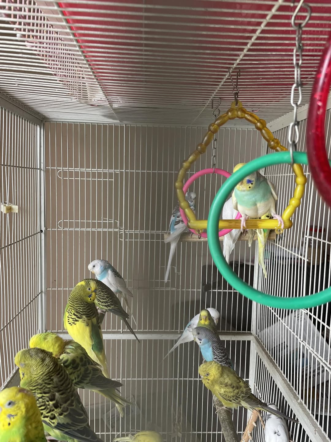 pet bird owner attentive observation home UK paradise pets