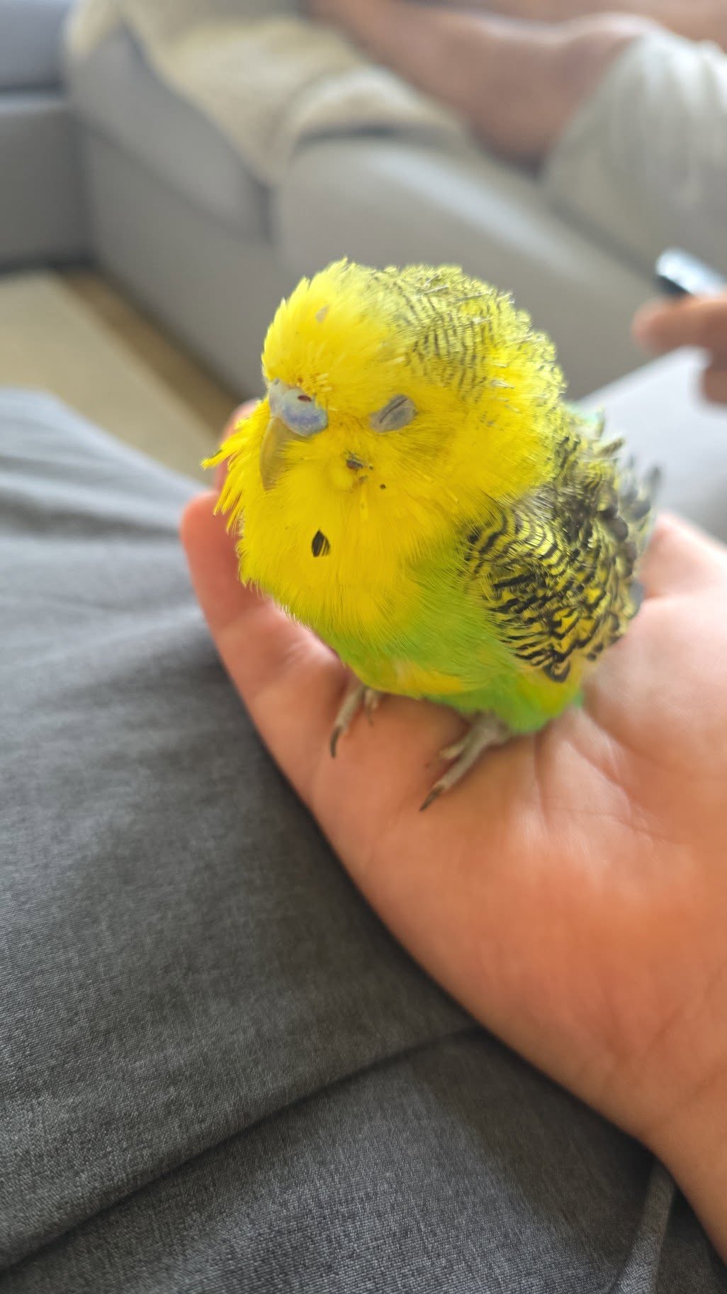 pet bird sick no vet plan UK late stage illness signs