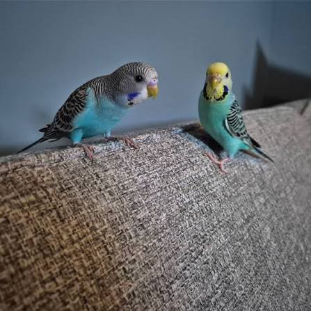 Pet bird welfare check for cage diet company behaviour and vet care