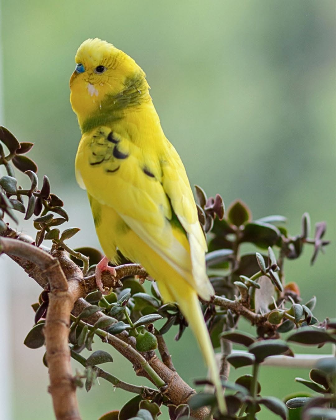 pet bird wild bird UK attention relationship both