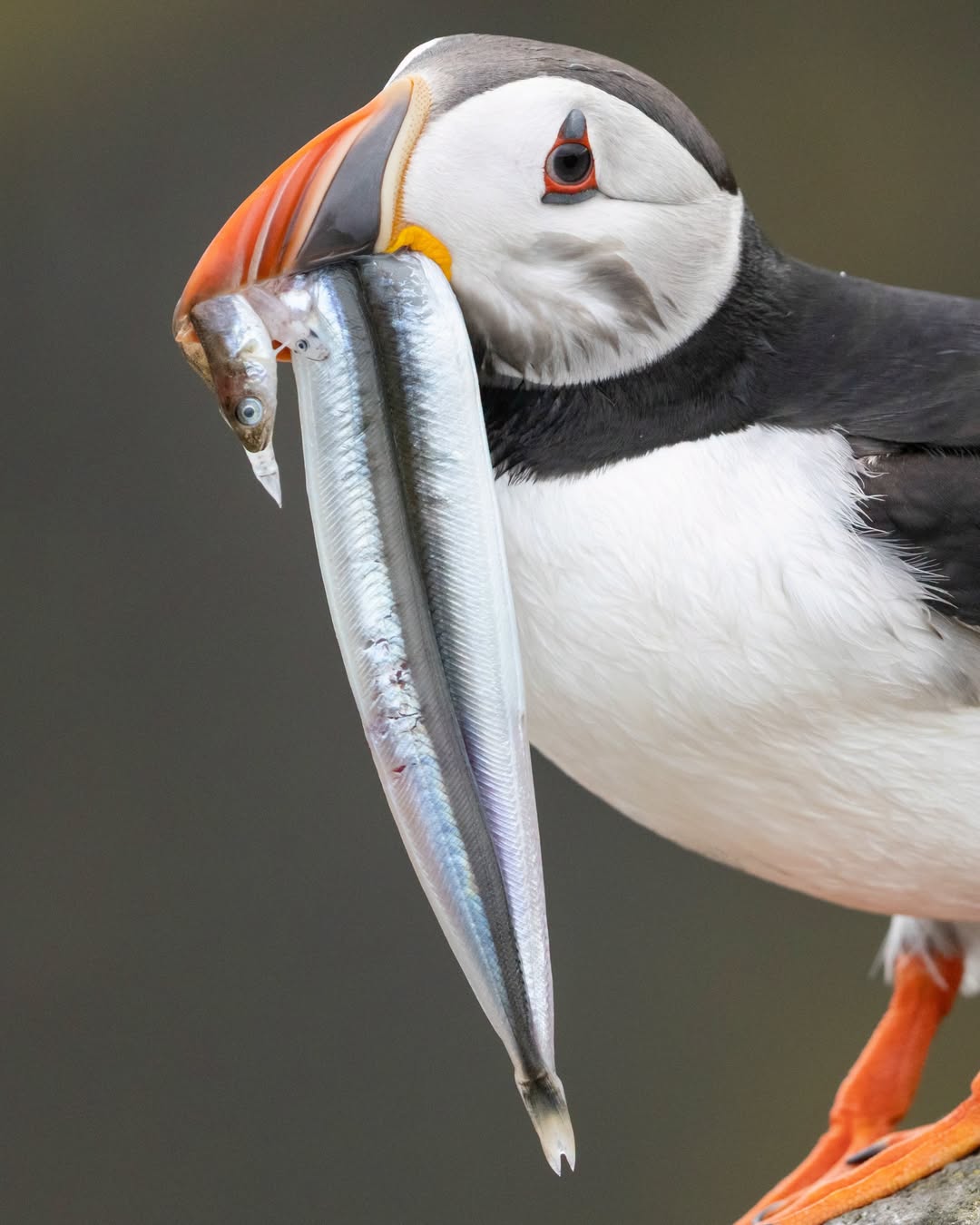 puffin UK climate decline RSPB report 2026