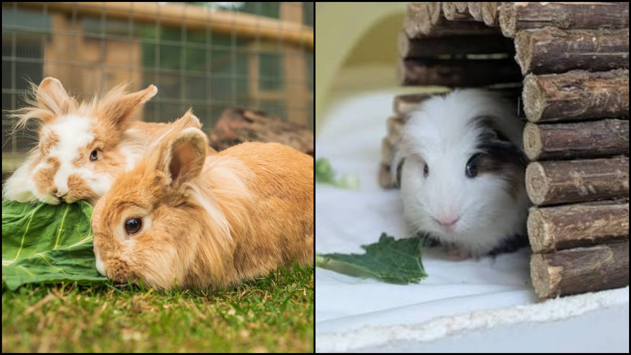 rabbit, guinea pig ya small bird.