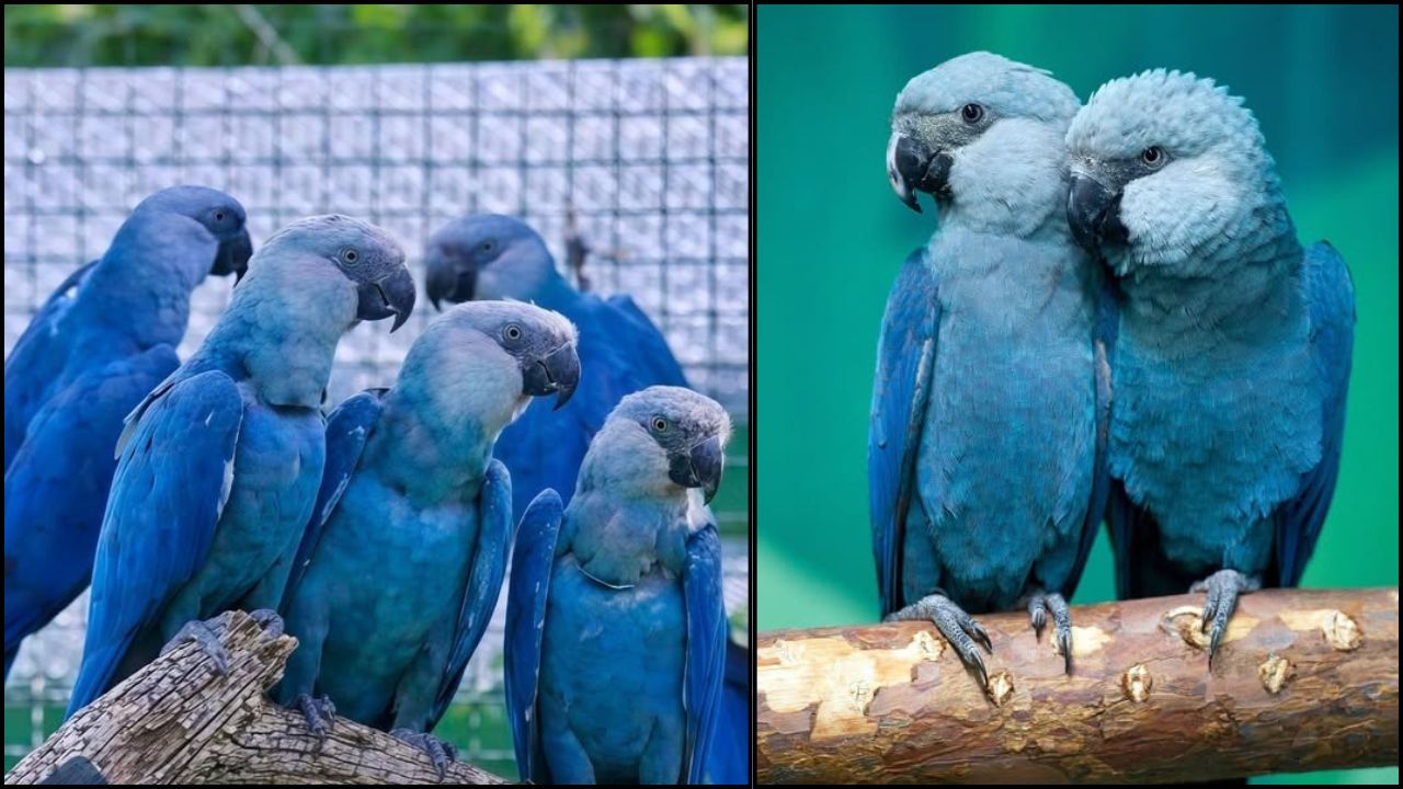rarest birds world conservation 2026 pet bird owner responsibility