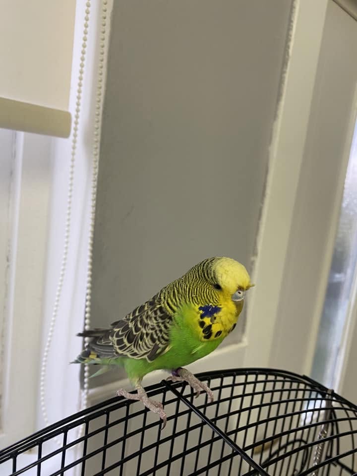 reputable pet shop budgies healthy well handled UK