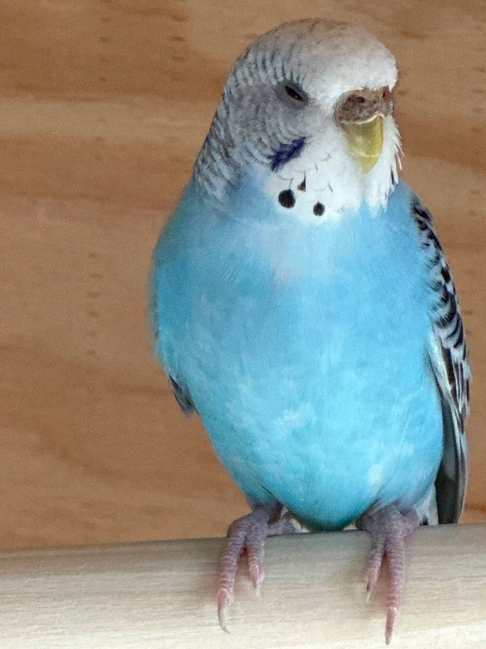responsible pet bird seller UK honest advice