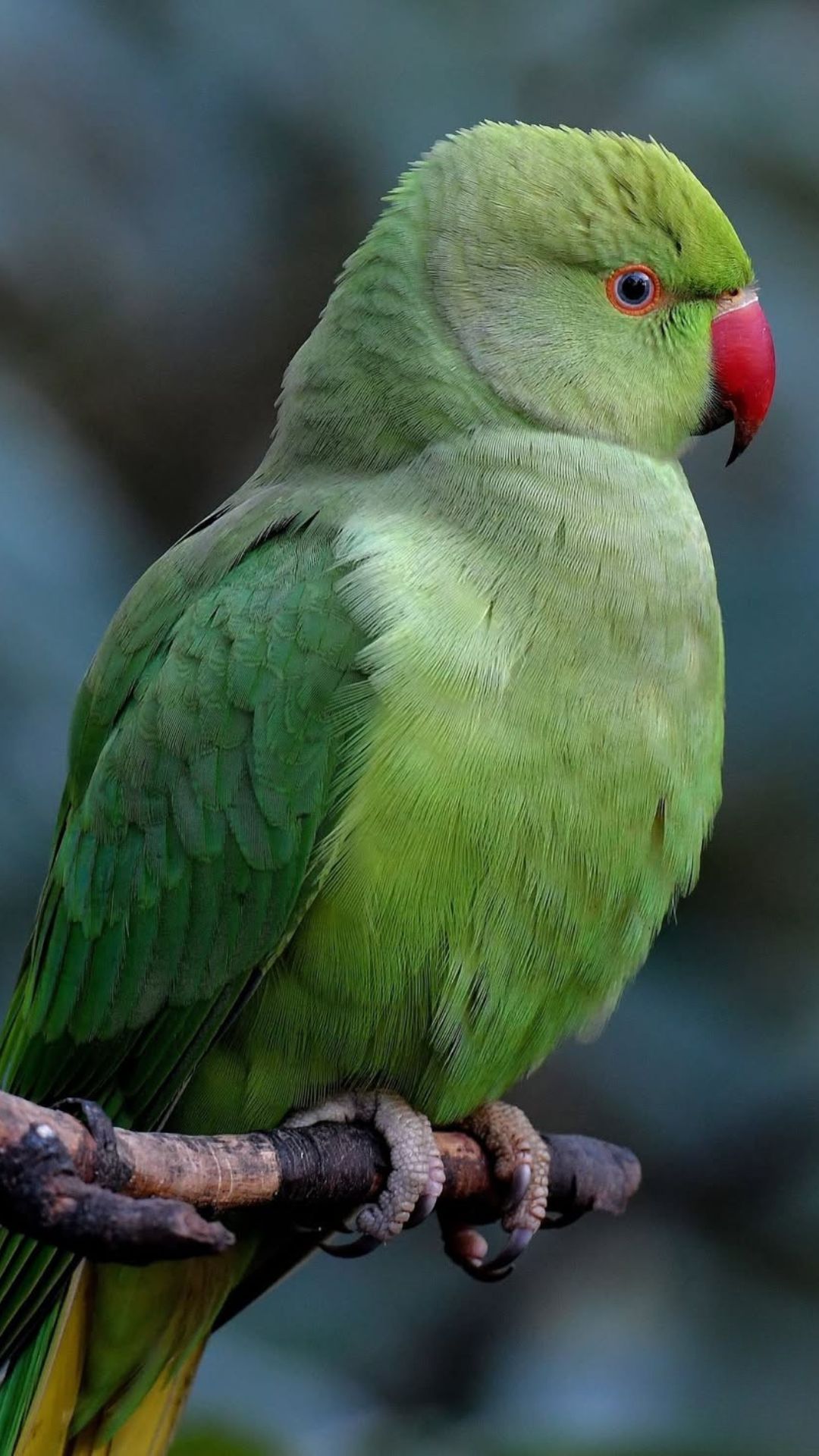 ring-necked parakeet inexperienced owner welfare UK