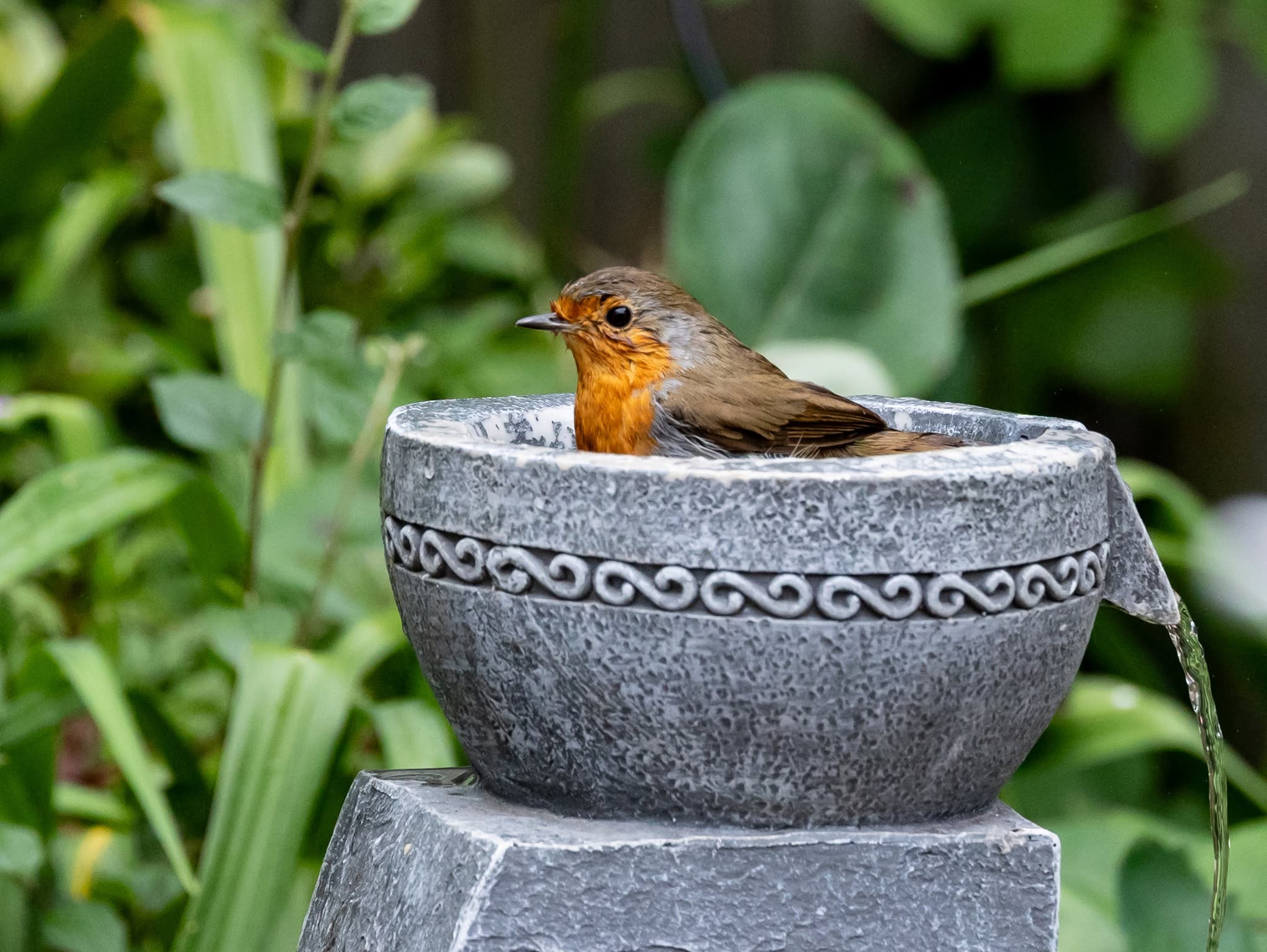 robin bird bath summer garden uk fresh water