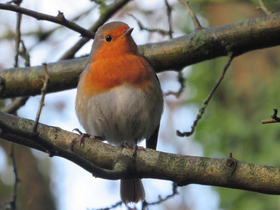 robin recognising gardener UK individual human bird