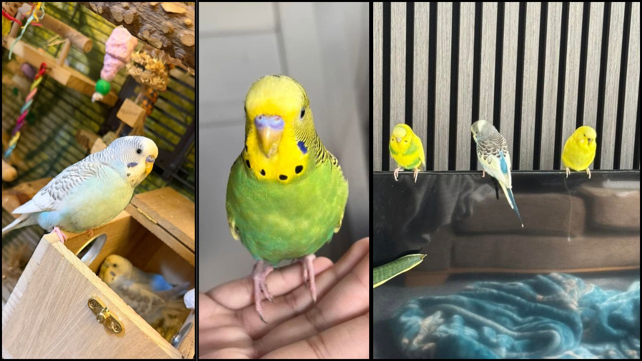 school holidays family pet bird UK 2026