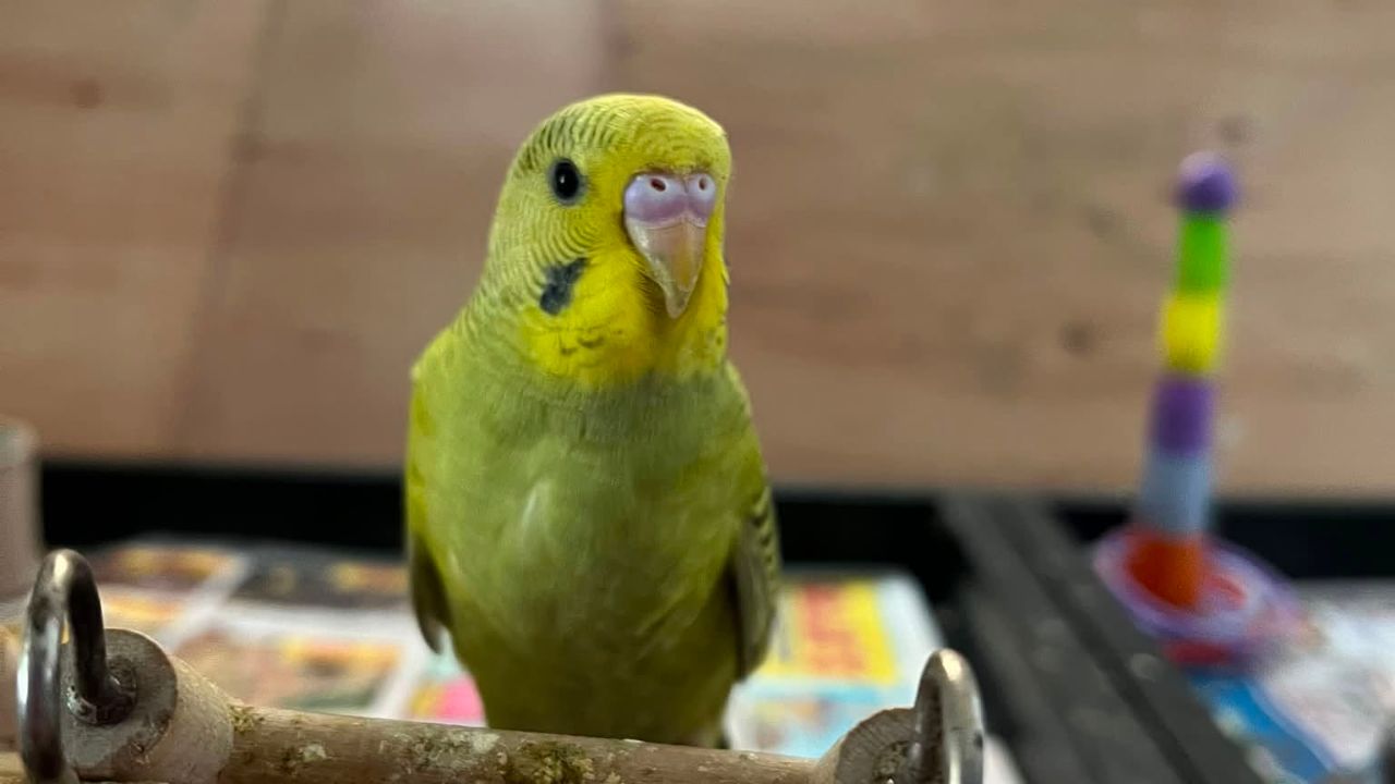 scientists proved heat kills young birds pet bird lessons UK