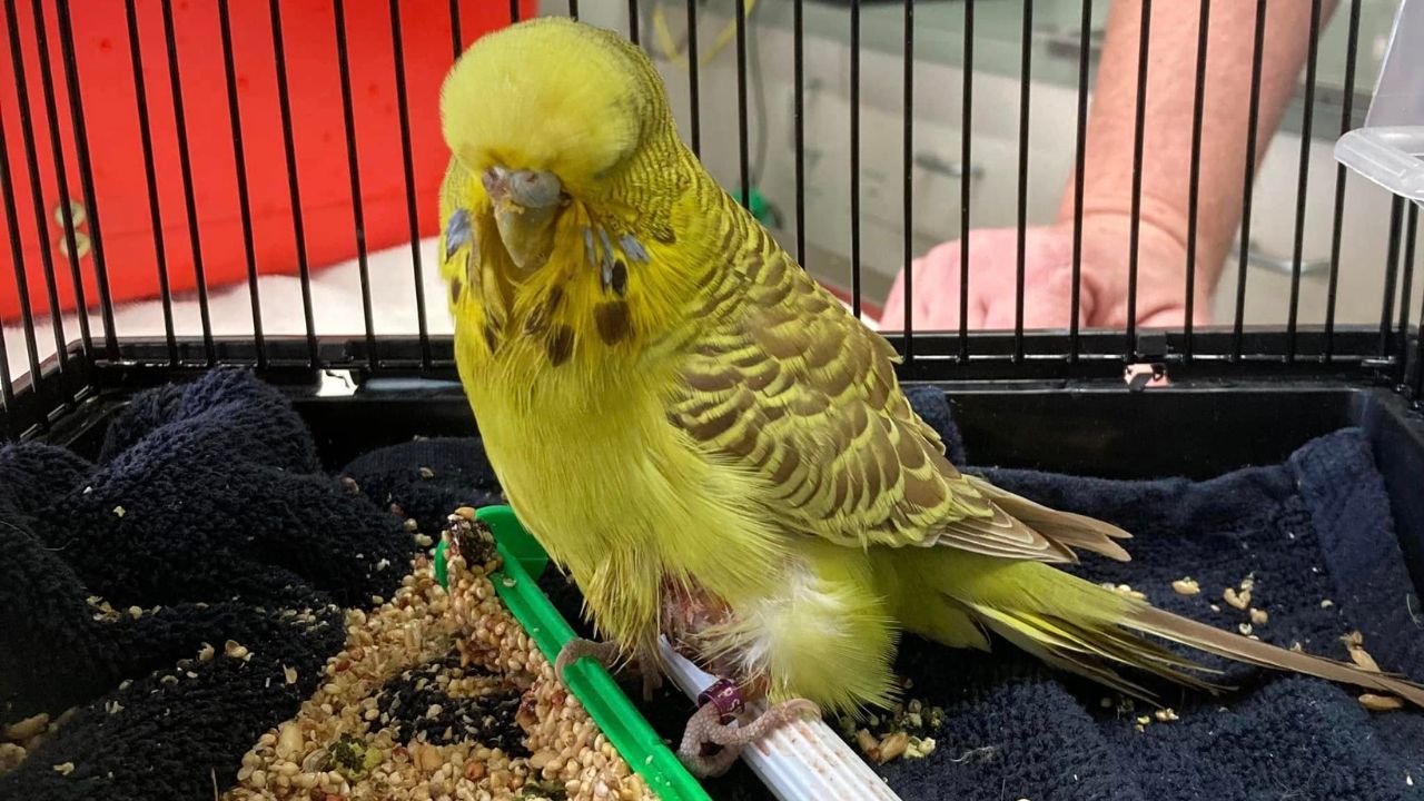 sick pet birds summer UK indoor warning