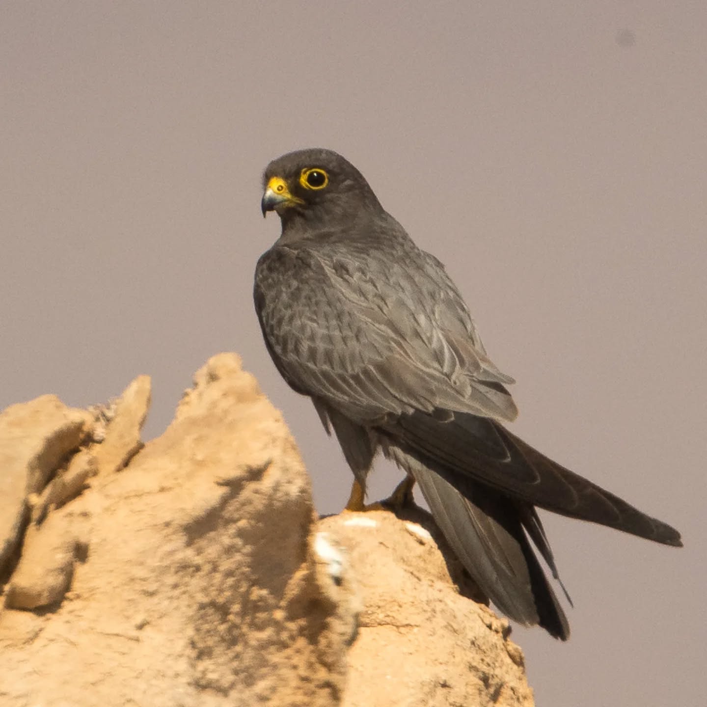 sooty falcon inland breeding discovery wild bird thriving