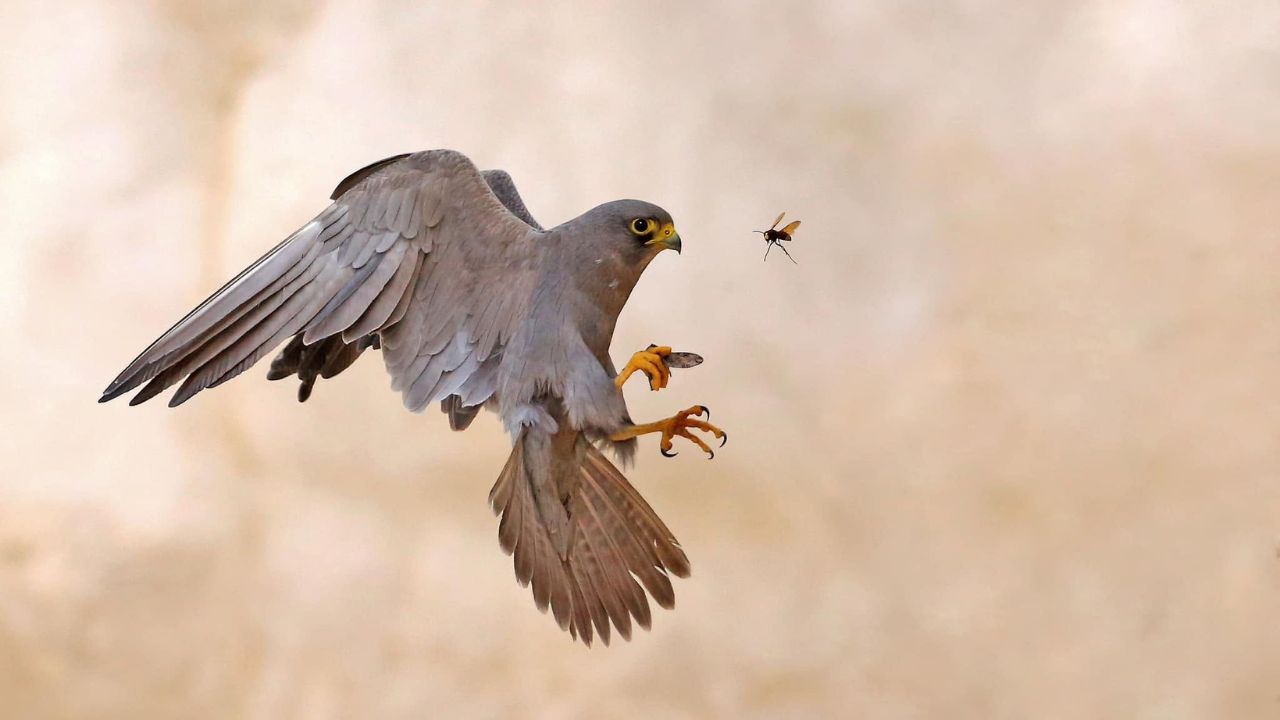 sooty falcon inland breeding pet bird thrive UK