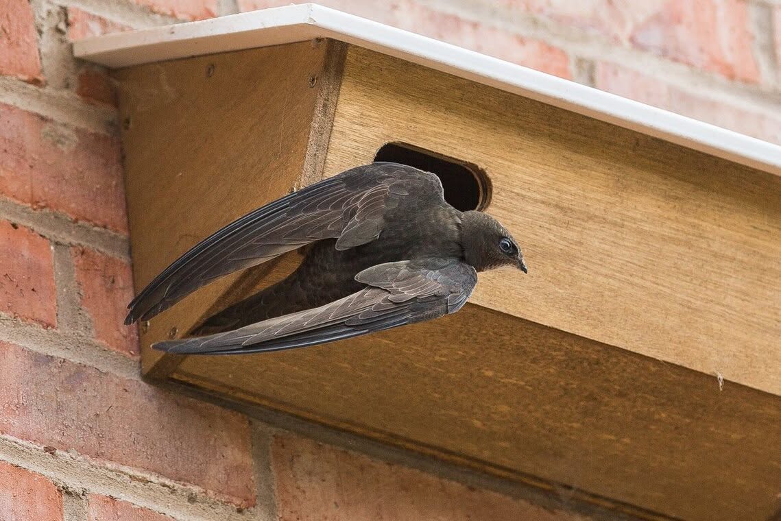 swift brick nesting site conservation UK 2026