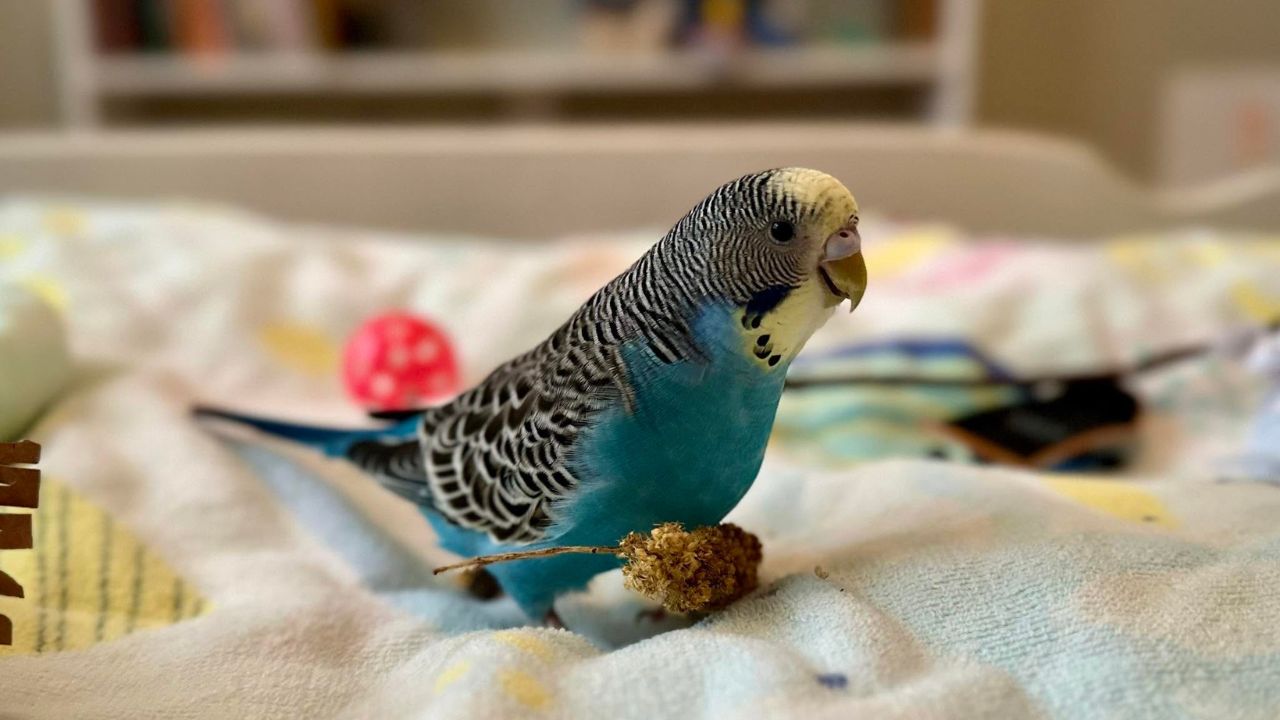 swift nest loyalty budgie bonding lessons UK
