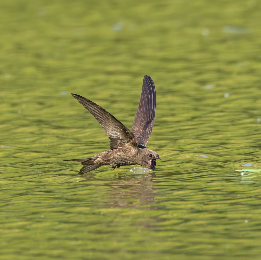 swift nesting sites lost UK building renovation 70 percent decline