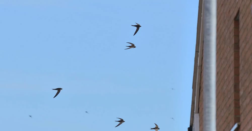 swift returning same nest site 94 percent RSPB study