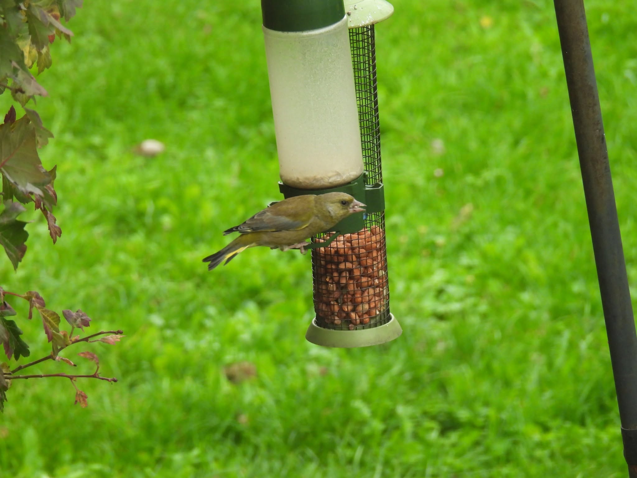 trichomonosis greenfinch infected feeder UK disease