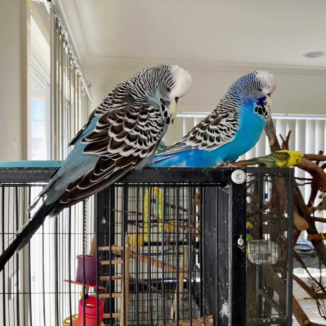 two budgies social interaction foraging together UK