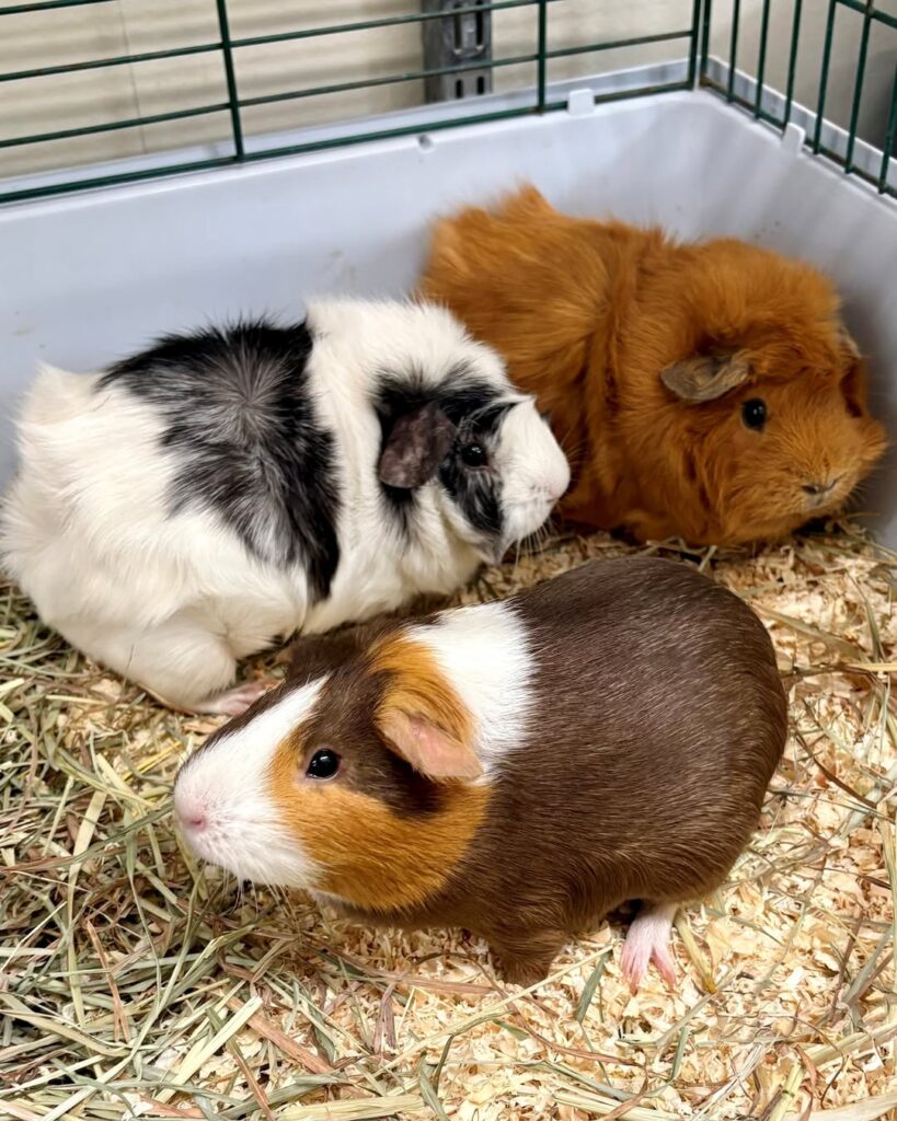 two compatible guinea pigs