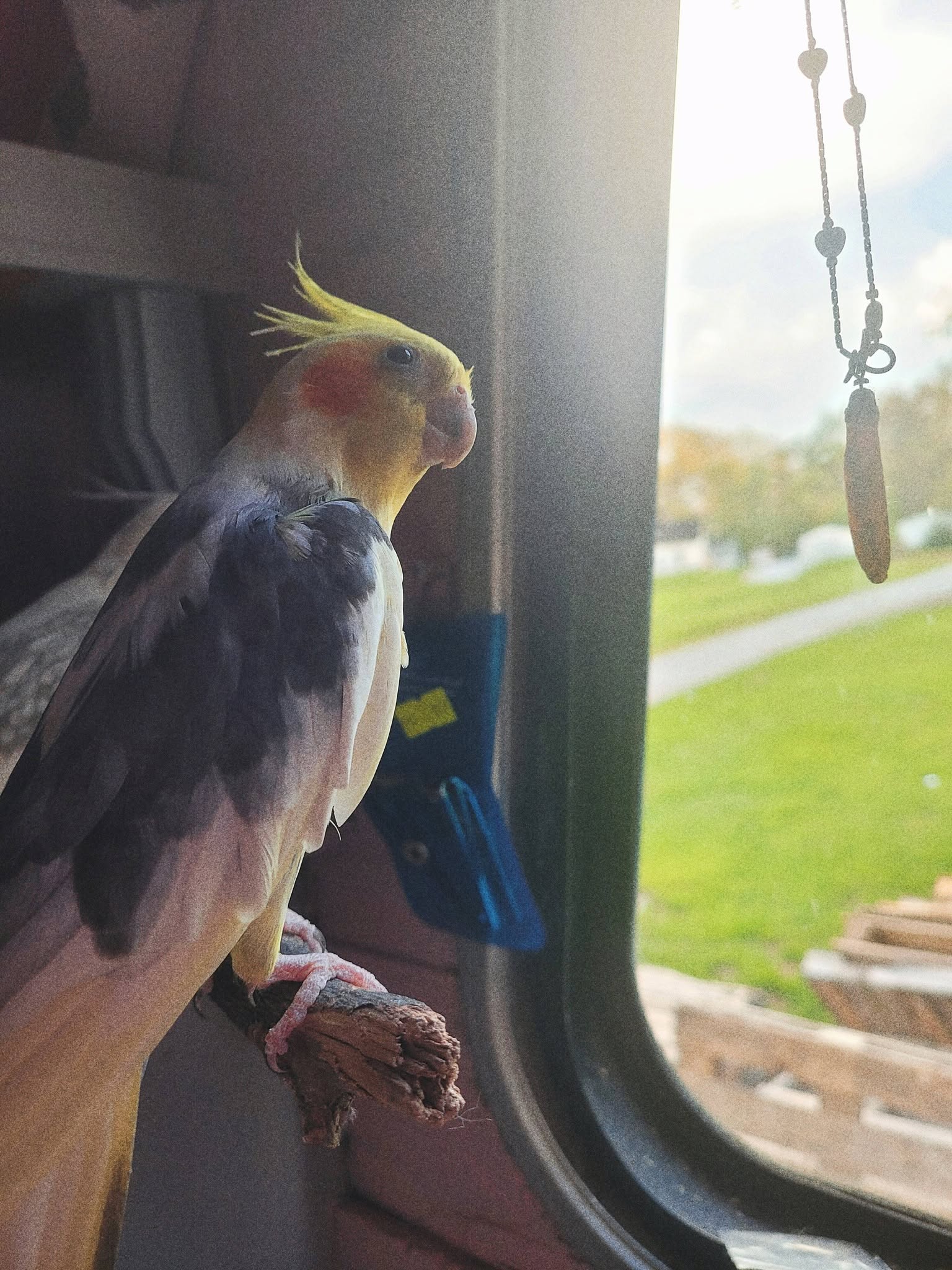 untamed cockatiel cage fear response UK buyer warning