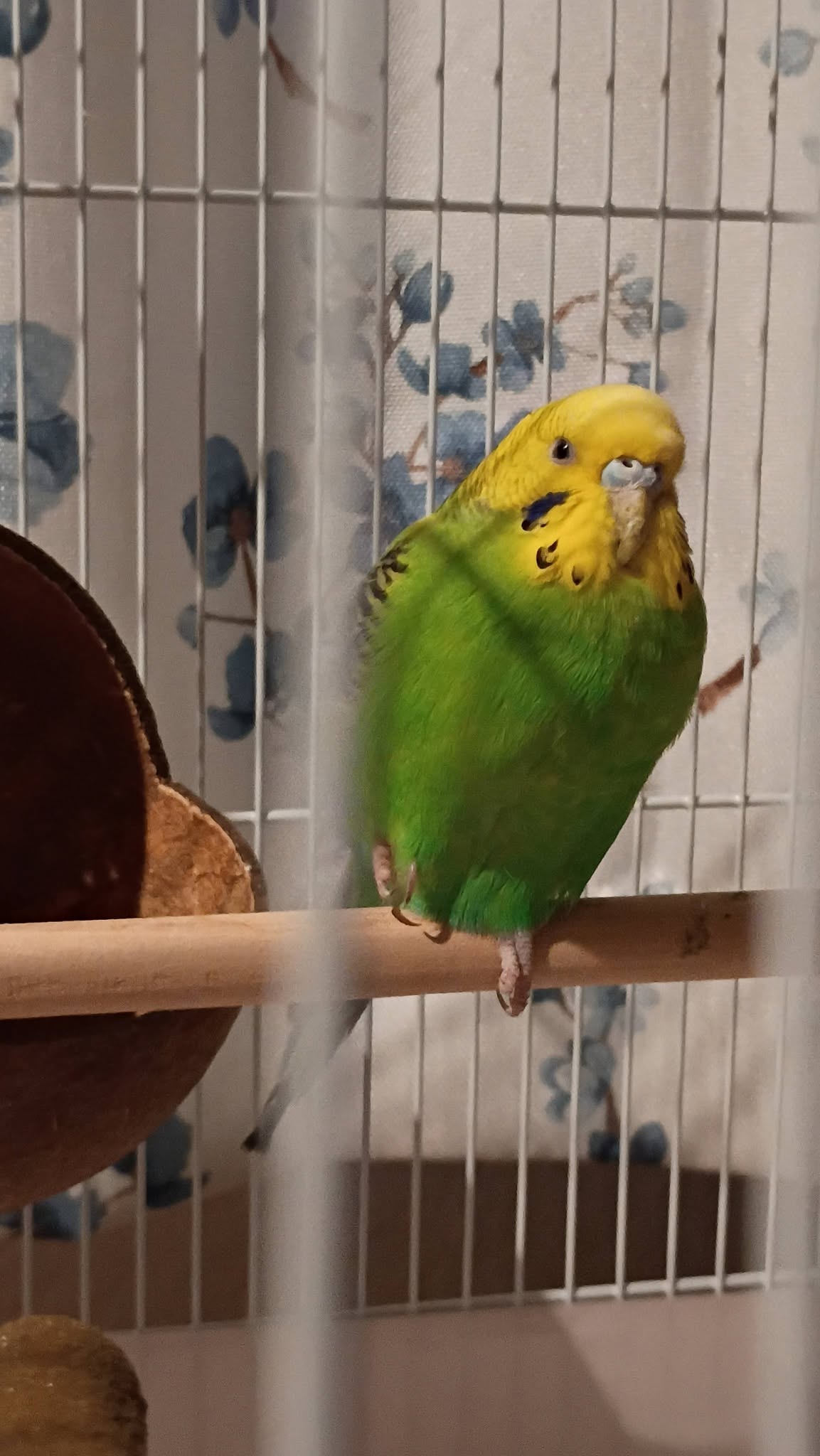 visit exotic pet before buying responsible UK
