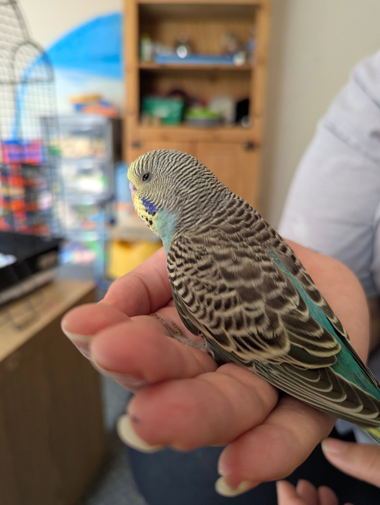 well handled young budgie from reputable pet shop UK