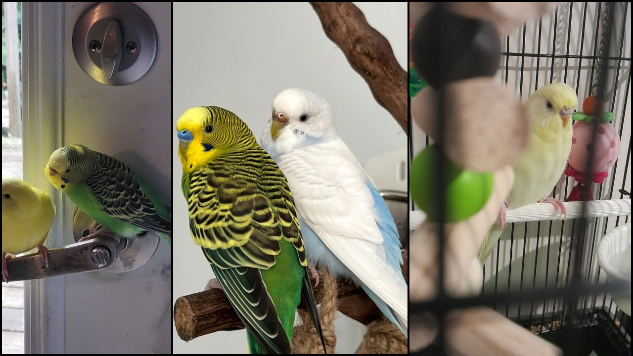 what really kills pet birds summer shocking truth UK