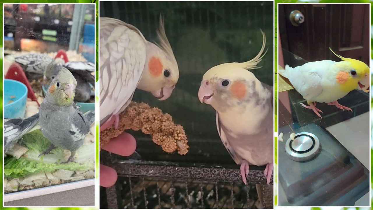 what to feed a cockatiel UK honest diet guide