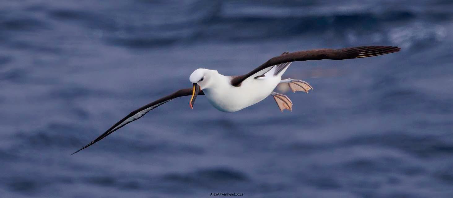 world seabird day 2026 seabird in flight ocean UK
