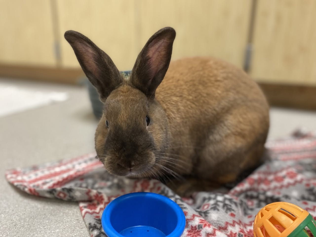99 Rabbits Rescued