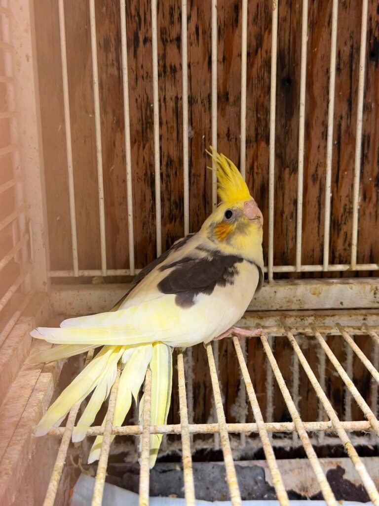Alert cockatiel with a raised crest and upright body posture