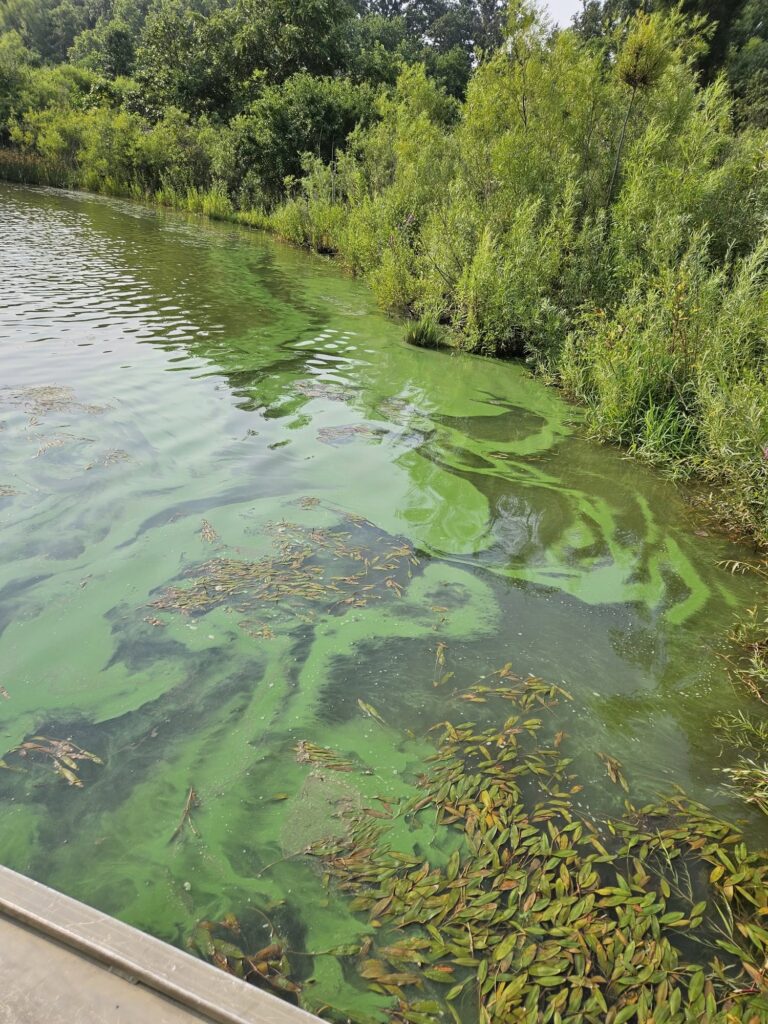 Algae warning beside a lake