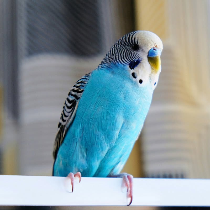 Avian vet examining a budgie after a sudden behaviour change