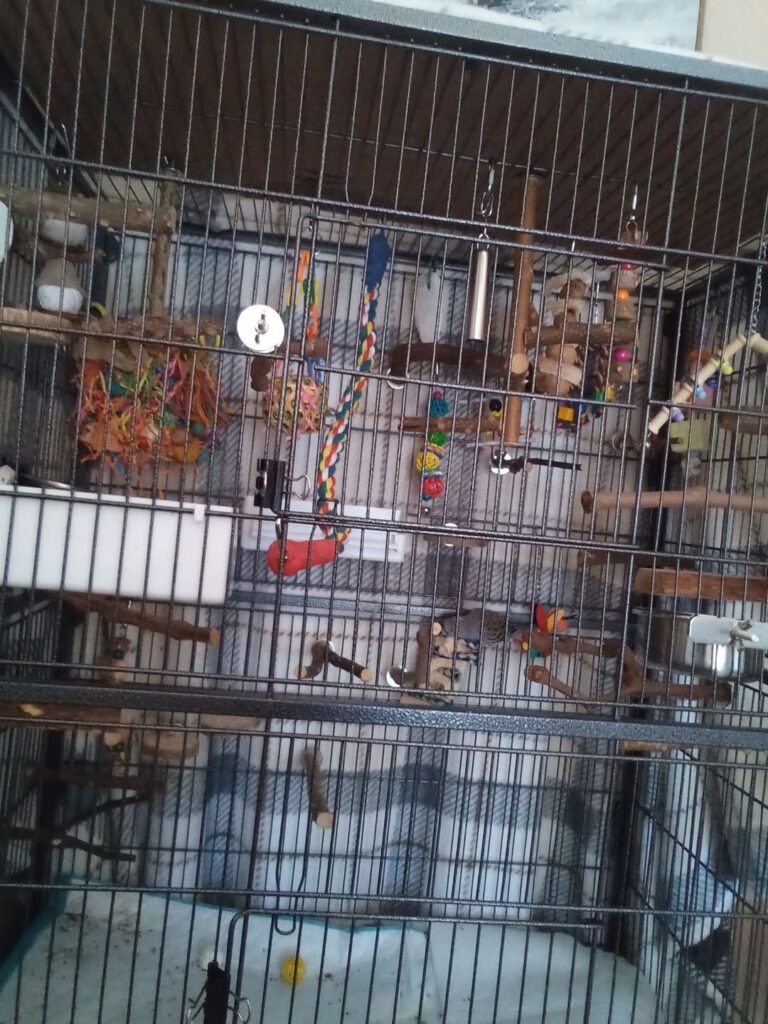 Avian vet examining a budgie after increased drinking