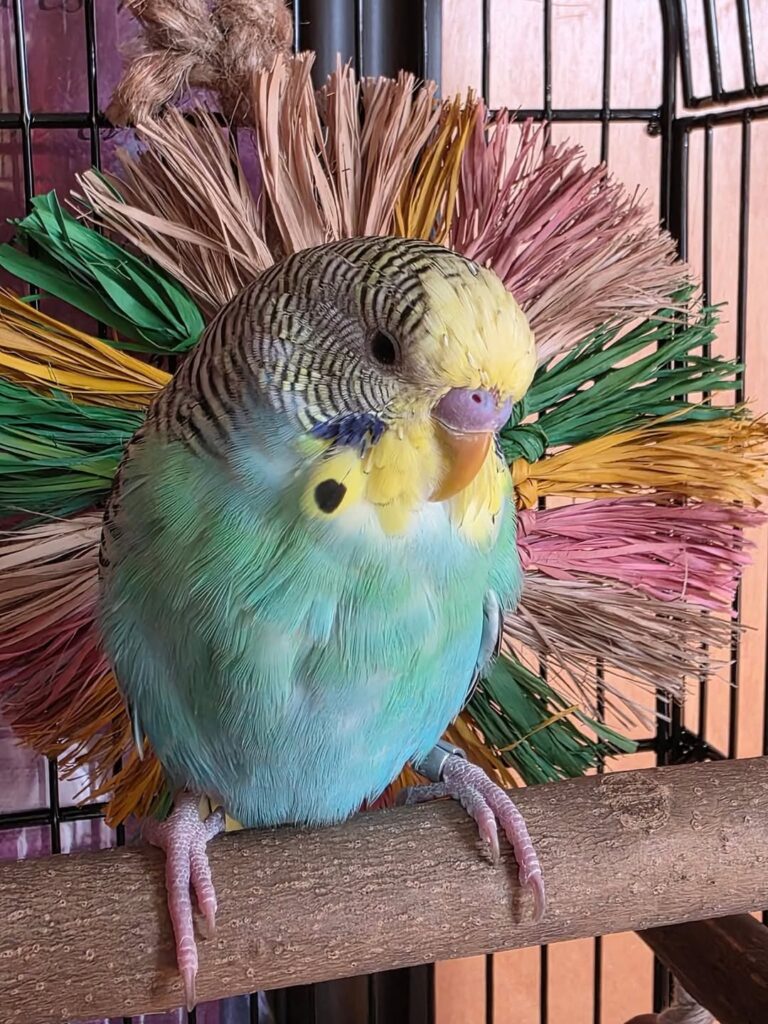 Avian vet examining a budgie that is unable to perch normally