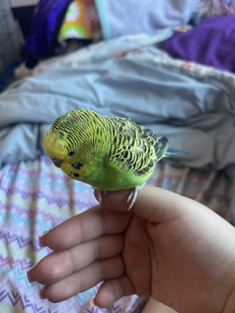 Avian vet examining a budgie that remains fluffed up
