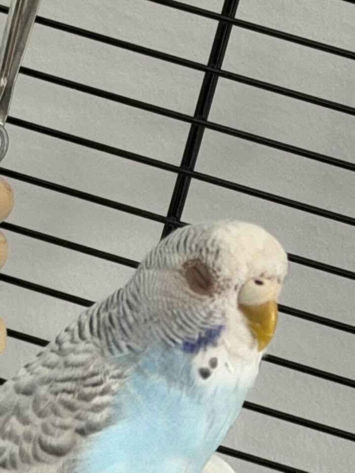 Avian vet examining a budgie with a possible eye problem