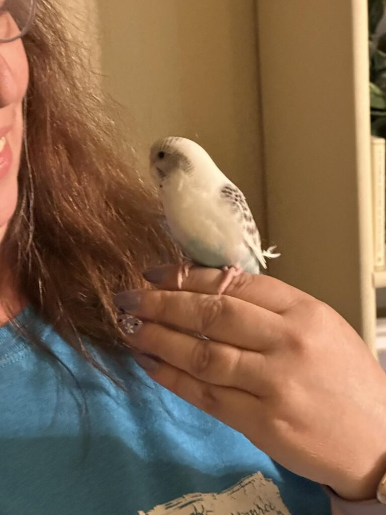 Avian vet examining a budgie with possible breathing difficulty