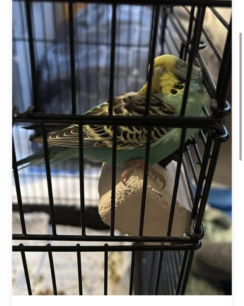 Avian vet examining a budgie with repeated balance problems