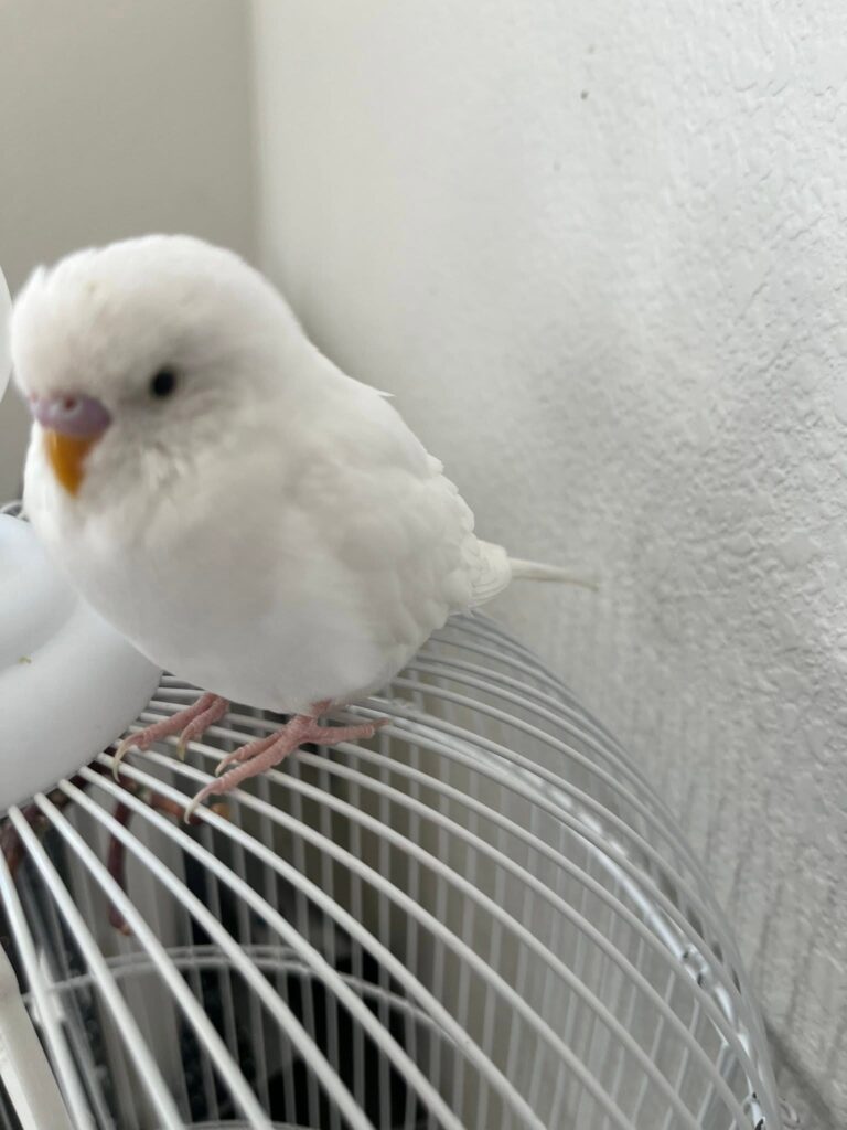 Avian vet examining a budgie with unusual daytime sleepiness