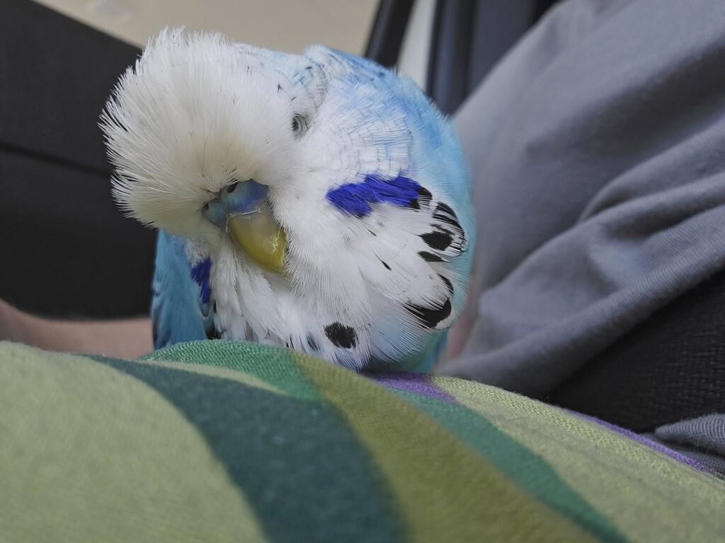 Avian vet examining a cockatiel after a behaviour change