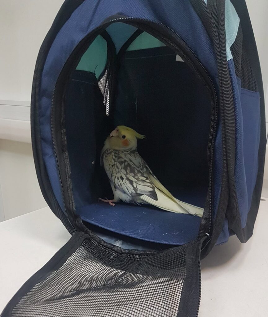 Avian vet examining a cockatiel after a sudden behaviour change