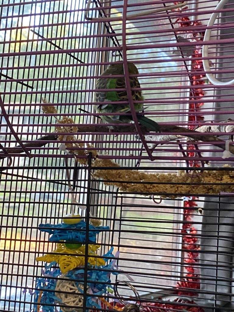 Bird moving between perches