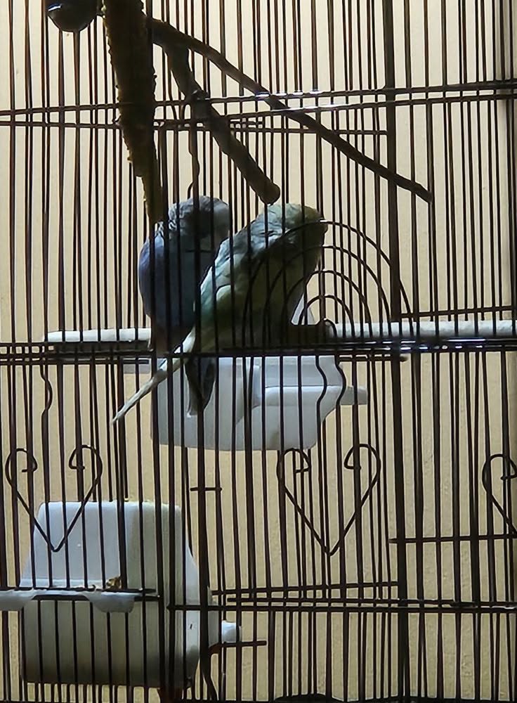 Budgie cage in a brightly lit room late at night
