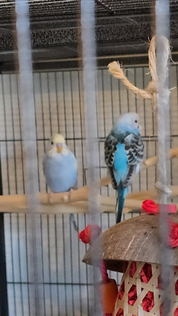 Budgie cage in a quiet and dim area for nighttime rest