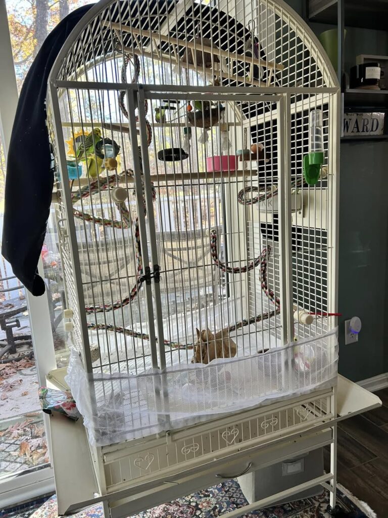 Budgie cage with clear perch routes and clean food and water areas