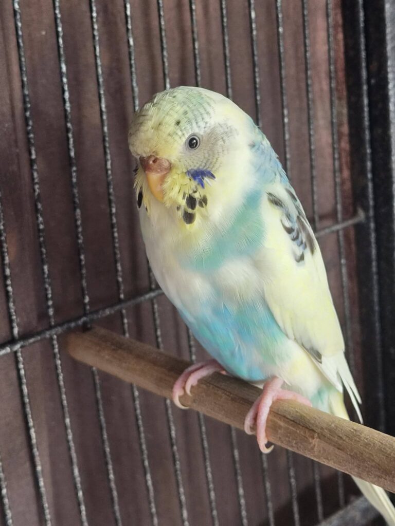 Budgie cage with poor hygiene and an unsuitable daily setup