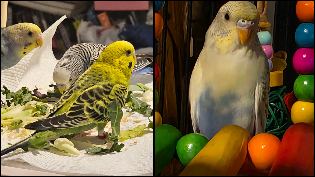 Budgie eating food with its beak and mouth clearly visible